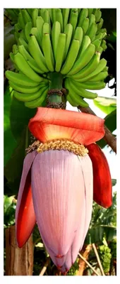 Produktbild von Musa balbisiana gigantea - Japanische Fruchtbanane - 10 Samen