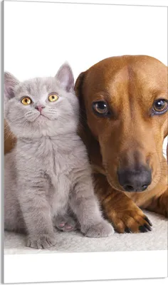 Produktbild von Herdabdeckplatte 30x52 Glaskeramikkochfeld Abdeckung Spritzschutz Glasplatte Deko Schneidebrett, Katze Hund