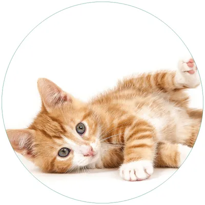 Produktbild von Wallario Premium Glasbild, freischwebende Optik, kräftige Farben, rund 50cm Durchmesser, Motiv Süße Katze mit großen Augen - rot weiß getigert