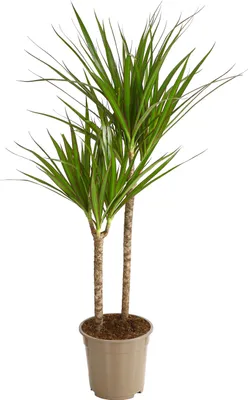 Produktbild von Dehner Drachenbaum, dreitriebig mit rötlicher Umrandung, ca. 90-100 cm, Ø Topf 19 cm, Zimmerpflanze