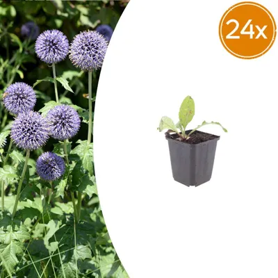 Zdjęcie produktu dla Echinops ritro | 24 sztuki - 10-25cm - Ø9cm - Roślina ogrodowa