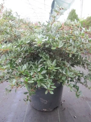 Produktbild von Berberis frikartii Amstelveen - Immergrüne Kugelberberitze Amstelveen