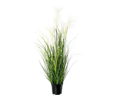 Produktbild von Kunstpflanze Pampasgras Höhe: 76 cm creme