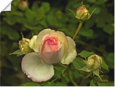 Produktbild von ARTland Poster Rosa Rose Größe: 80x60 cm