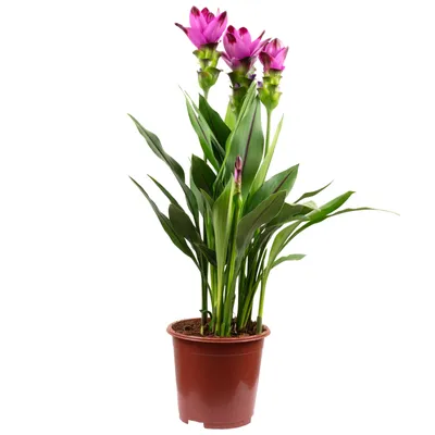 Produktbild von Kurkuma - Curcuma - Höhe ca. 60 cm, Topf-Ø 17 cm
