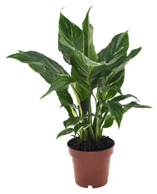Image de Spathiphyllum Diamant - 30-40cm - Ø12cm - Plante d'intérieur - Vert persistant
