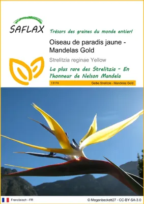 Image de SAFLAX  - Oiseau de paradis jaune - Mandelas Gold - 4 graines - Strelitzia