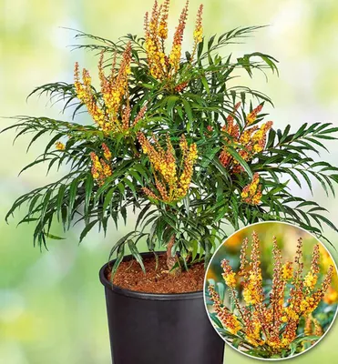 Produktbild von Mahonie ´VOLCANO®´ 15-20 cm, Cont. 2,5 l