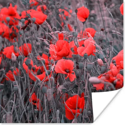 Produktbild von MuchoWow® Poster Rote Mohnblumen in einem Schwarz-Weiß-Bild 50x50 cm - Wohnzimmerdekoration