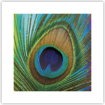 Produktbild von Poster - Poster ohne Rahmen - Pfauen Federn Regenbogen - 30x30 cm - Wand Bild - Wanddeko - Wandbilder - Kunstposter - Wandposter - Bilder - Kunstdruck - Wanddekoration - Wandbild - P2XAC30x30-4385