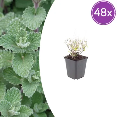 Produktbild von Calamintha n. nepeta | 48 Stück - 10-25cm - Ø9cm - Gartenpflanze