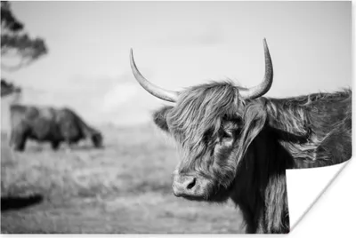 Produktbild von MuchoWow® Poster Schottisches Hochlandrind - Tiere - Schwarz - Weiß 120x80 cm - Bilder