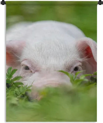 Produktbild von MuchoWow® Wandteppich Wandbehang Schwein - Tiere - Groß 90x120 cm Tapisserie Dekoration Wandtuch - Wanddeko