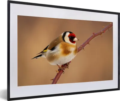 Produktbild von MuchoWow® Gerahmtes Poster Kropftaube - Vogel - Tiere 60x40 cm - Poster mit Schwarzem Bilderrahmen Wandposter Rahmen Foto Bilder - Schlafzimmer - Plakat in Rahmen - Drucken