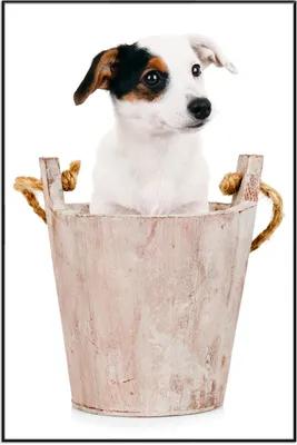 Produktbild von Wallario Wandbild Hunde-Welpe Jack Russel Terrier in einem Holzeimer, Größe: 61 x 91,50 cm, Poster mit schwarzem Aluminiumrahmen