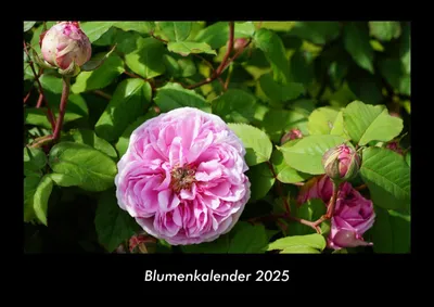 Produktbild von Blumenkalender 2025 Fotokalender DIN A3