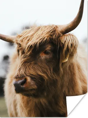 Produktbild von MuchoWow® Poster Schottischer Highlander - Tiere - Hörner 90x120 cm - Wohnzimmer