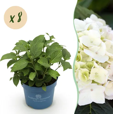 Produktbild von Hydrangea Endles Summer The Bride - Hortensie - Winterhart - Weiß - 8 Pflanzen - 20-25cm - Ø14cm - Gartenpflanze