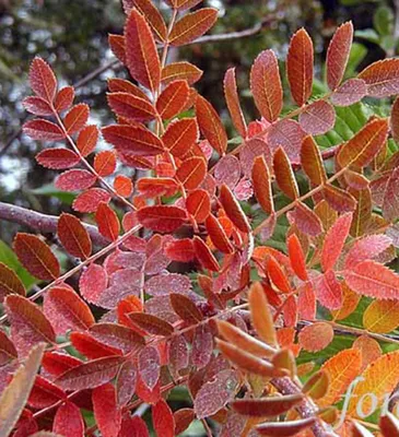 Close-up of red and orange leaves on a branch.