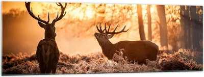 Produktbild von Bilder auf glas - Deer Heidekraut Tier - 160x50cm - Glasbilder - Wandbilder - Kunstdruck - zum Aufhängen bereit - Wanddekoration aus Glas - Glas Bilder - Wandbild auf Glas - Einteilig - GAB160x50-3043