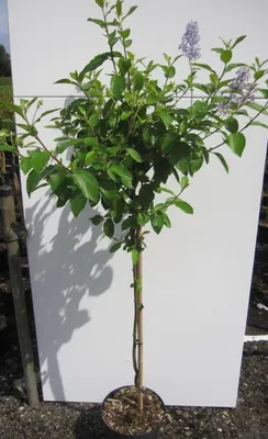 Produktbild von Hochstamm Säckelblume Glorie de Versailles - Ceanothus delilianus - Stamm 80cm + Krone