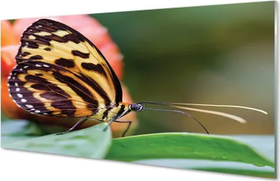 Produktbild von Glasbilder 140x70 Wandkunst Schmetterling
