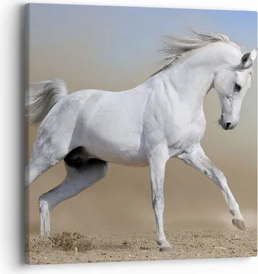 Produktbild von Bild auf Leinwand - Leinwandbild - Pferd weiß Tier - 40x40cm - Wand Bild - Wanddeko - Wandbilder - Leinwanddruck - Bilder - Kunstdruck - Wanddekoration - Leinwand bilder - Wandkunst - AC40x40-0167