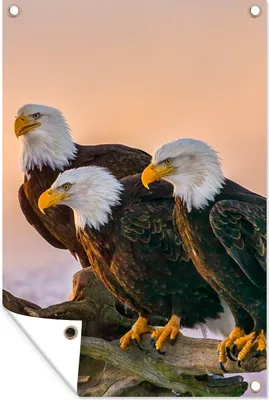 Produktbild von MuchoWow® 40x60 cm Outdoor-Poster Gartendeko Sichtschutz Garten Poster für den Garten  Vögel - Natur - Raubvögel - Adler