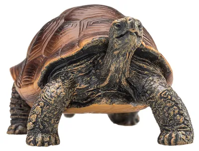 Image de Mojo Wildlife - Tortue géante - 387259