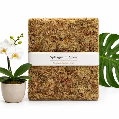 Produktbild von Sphagnum Moos 500g, ca. 40L – stark Wasser-speicherndes Torfmoos für Orchideen, Monstera, Anthurium, Stecklinge, Terrarium & Zimmerpflanzen