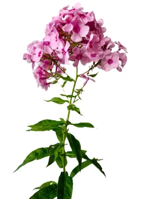 Produktbild von Staude Große Flammenblume Pink Flame Phlox paniculata im 1 L Topf