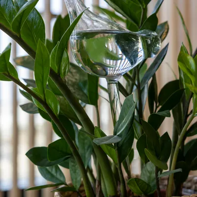 Image de Arroseur de plantes en forme d'oiseau