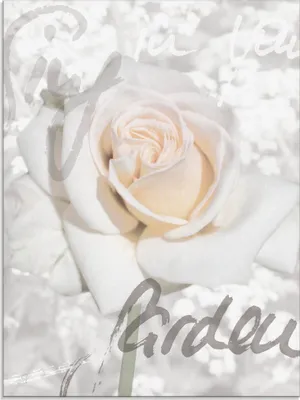 Produktbild von ARTland Glasbild Rose Größe: 60x80 cm