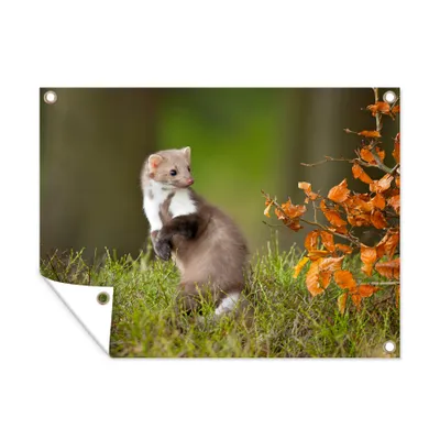 Obrázek produktu pro MuchoWow® Zahradní plakáty - Kuna lesní - Field - Zvíře - 120x160 cm - Zahradní dekorace