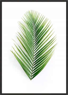 Image de Affiche photo dans un cadre 53x73 cm Feuille P1003