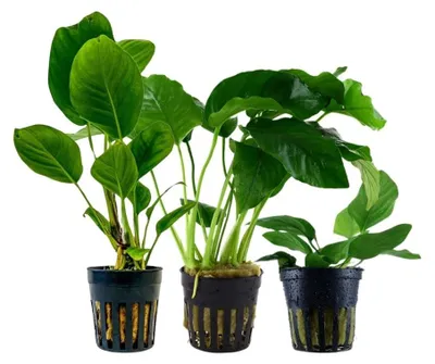 Produktbild von Anubias Set mit 3 Pflanzen Aquariumpflanzen Wasserpflanzen AquaOne Set Nr.242