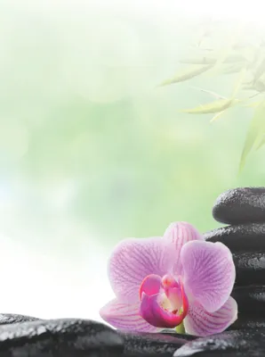 Produktbild von Motivpapier Briefpapier (Wellness-5070, DIN A4 100 Blatt) Feng Shui mit pink Orchidee auf wasserbenetzten Steinen und Bambus im Hintergrund
