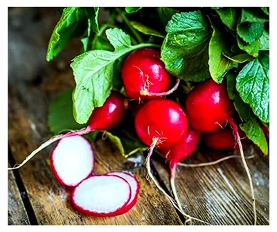 Produktbild von Radieschensamen Ester Maxipack