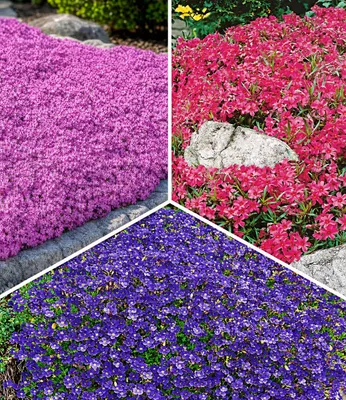 Zdjęcie produktu dla BALDUR – Kolekcja 9 roślin okrywowych, w doniczkach o wymiarach 9x9 cm: 3 x Phlox okrywowy Emerald Pink, 3 x Phlox okrywowy czerwony i 3 x Lobularia maritima (Blaukissen), mrozoodporne, wieloletnie