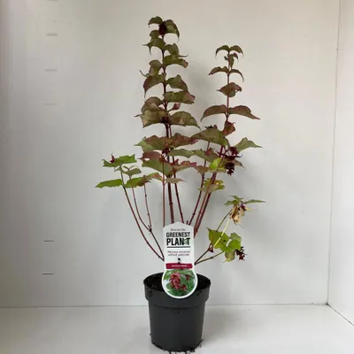 Produktbild von Leycesteria formosa - Karamellbeere | 40-50 cm im Topf