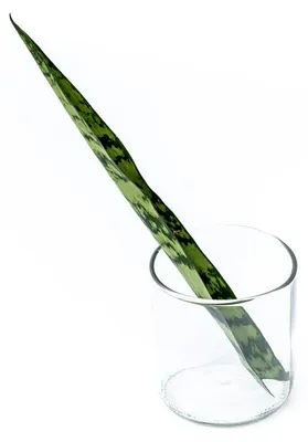 Obrázok produktu pre Gardners Sansevieria zeylanica - odrezky na zakorenenie