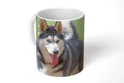 Produktbild von KitchenYeah® Tasse Kaffeetasse Kaffeebecher 350 ml Husky im Park Teetasse - Fototasse - Becher - Keramikbecher - Teebecher - Kaffeetasse - Bürotasse
