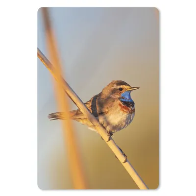 Produktbild von MuchoWow® Mauspad Mousepad Vögel - Blaukehlchen - Schilf 18x27 cm - Mousepads - Maus Mat - Pad - Mausunterlage