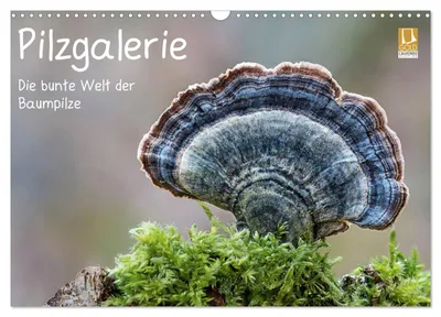 Produktbild von Pilzgalerie - Die bunte Welt der Baumpilze (Wandkalender 2027 DIN A3 quer), CALVENDO Monatskalender