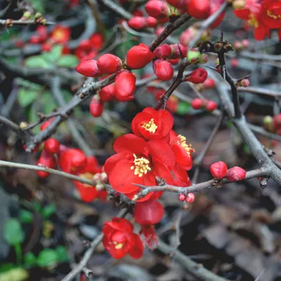 Produktbild von 2 x  Zierquitte  - Chaenomeles superba 'Hollandia'  | 30-40 cm im Container