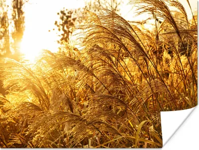 Produktbild von MuchoWow® Poster Pampasgras - Sonne - Gras 160x120 cm - Foto Plakat
