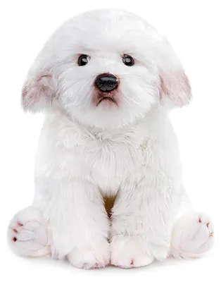 Productafbeelding van Pluche Maltese Hond - 38 cm - Zacht Speelgoed