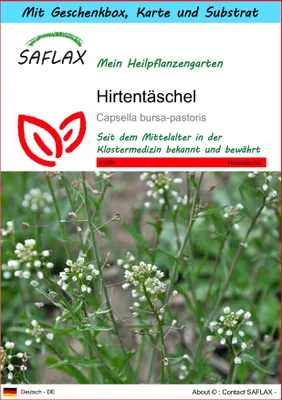 Produktbild von SAFLAX Geschenk Set - Hirtentäschel - Capsella bursa-pastoris - 1000 Samen - Mit Geschenkbox, Versandaufkleber, Geschenkkarte und Anzuchtsubstrat