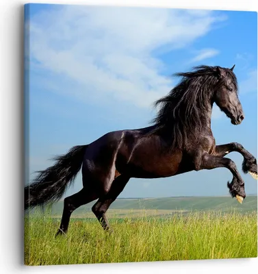 Produktbild von Bild auf Leinwand - Leinwandbild - Schwarzes Pferd Pferd Galopp - 30x30cm - Wand Bild - Wanddeko - Leinwanddruck - Bilder - Kunstdruck - Wanddekoration - Leinwand bilder - Wandkunst - AC30x30-0495