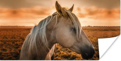Produktbild von MuchoWow® Poster Pferd - Sonne - Sand 150x75 cm - ohne Rahmen